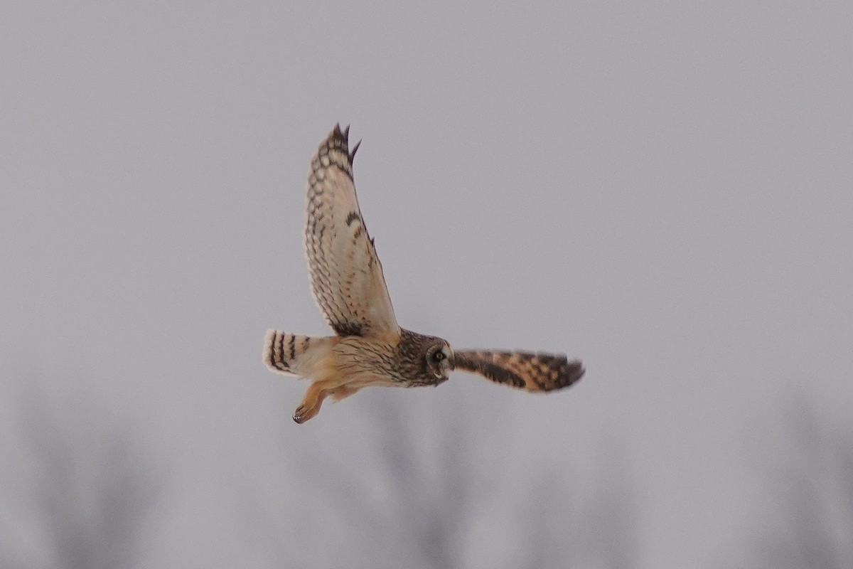 Short-eared Owl - ML614127505