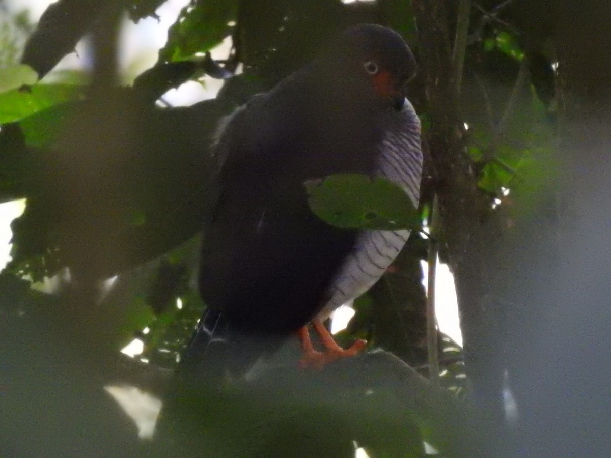 Lined Forest-Falcon - Juan Carlos🦉 Crespo