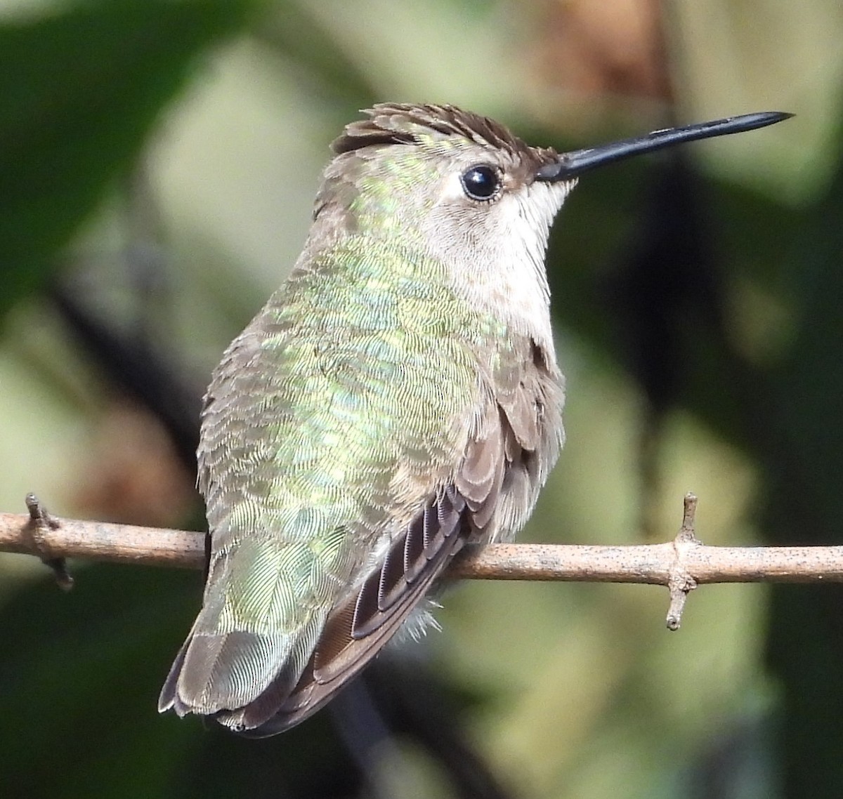 Colibri à gorge rubis - ML614127528