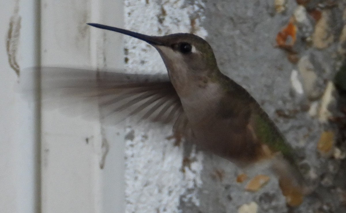 Colibri à gorge rubis - ML614127529