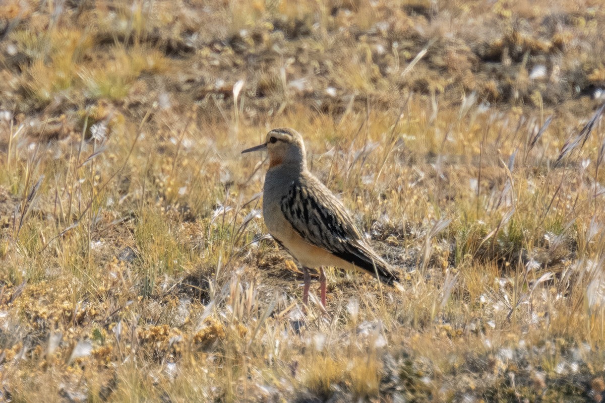 Tawny-throated Dotterel - Alex and Julia 🦜