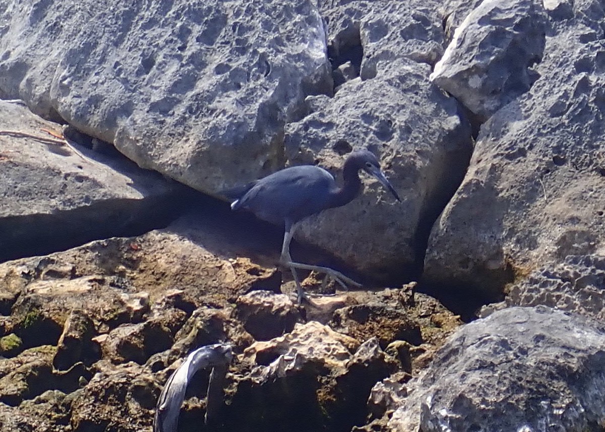 Little Blue Heron - ML614127551