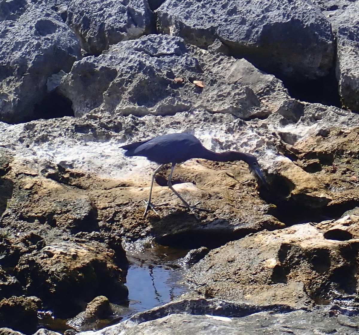 Little Blue Heron - ML614127552