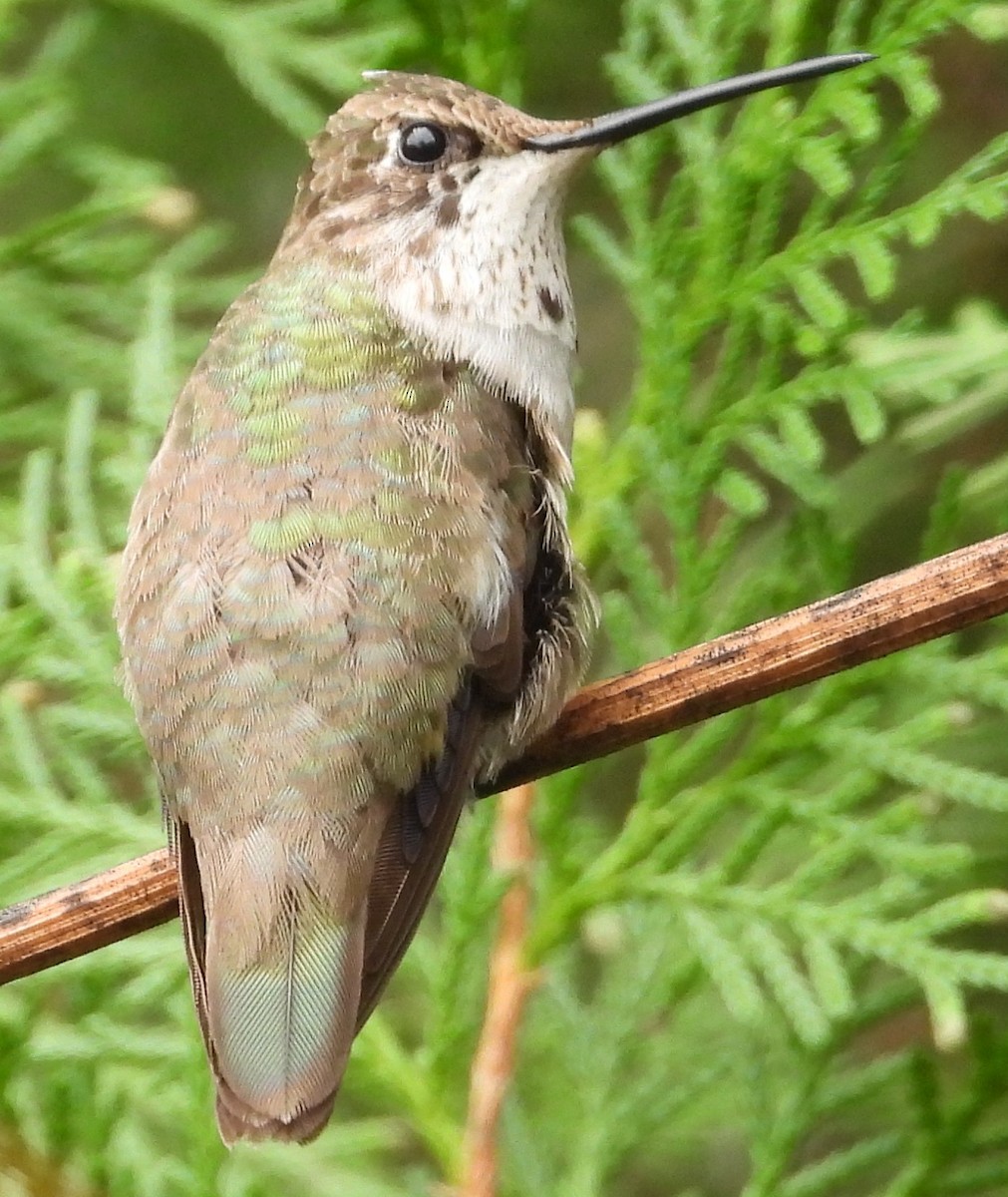 Black-chinned Hummingbird - ML614127569