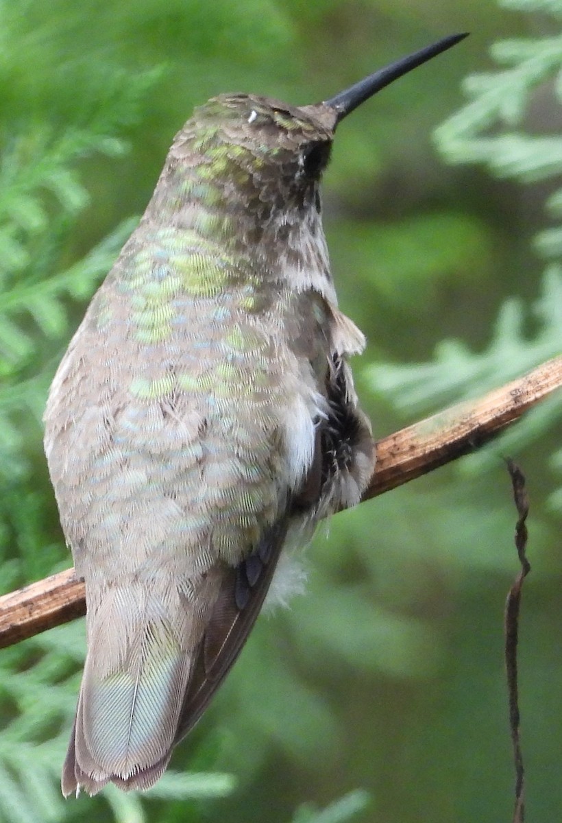 Black-chinned Hummingbird - ML614127570