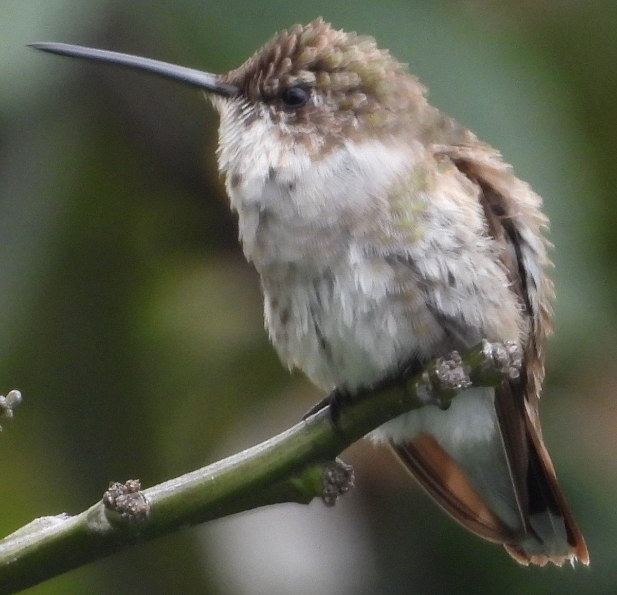 Black-chinned Hummingbird - ML614127571
