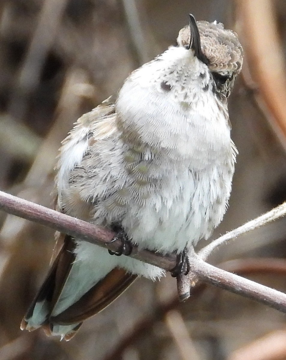 Black-chinned Hummingbird - ML614127572