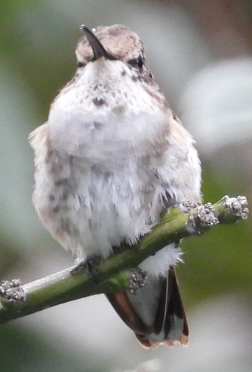 Black-chinned Hummingbird - ML614127573