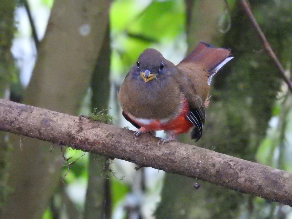 Collared Trogon - ML614127585