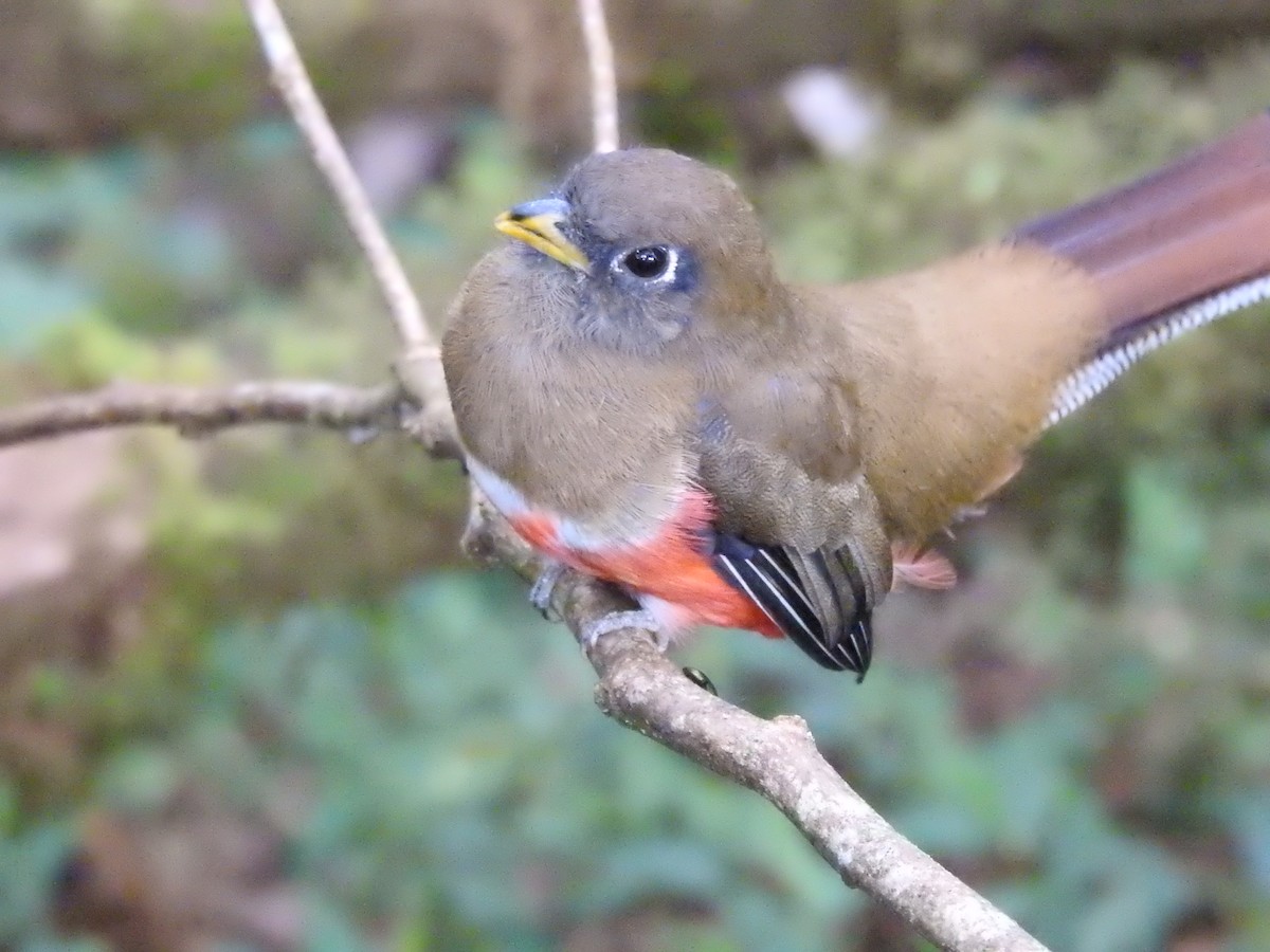 Collared Trogon - ML614127586