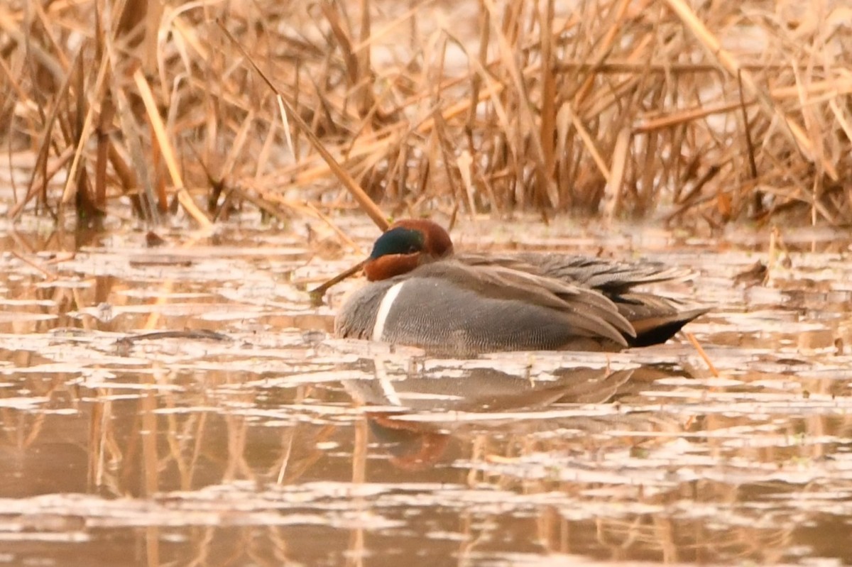 Green-winged Teal - ML614127590