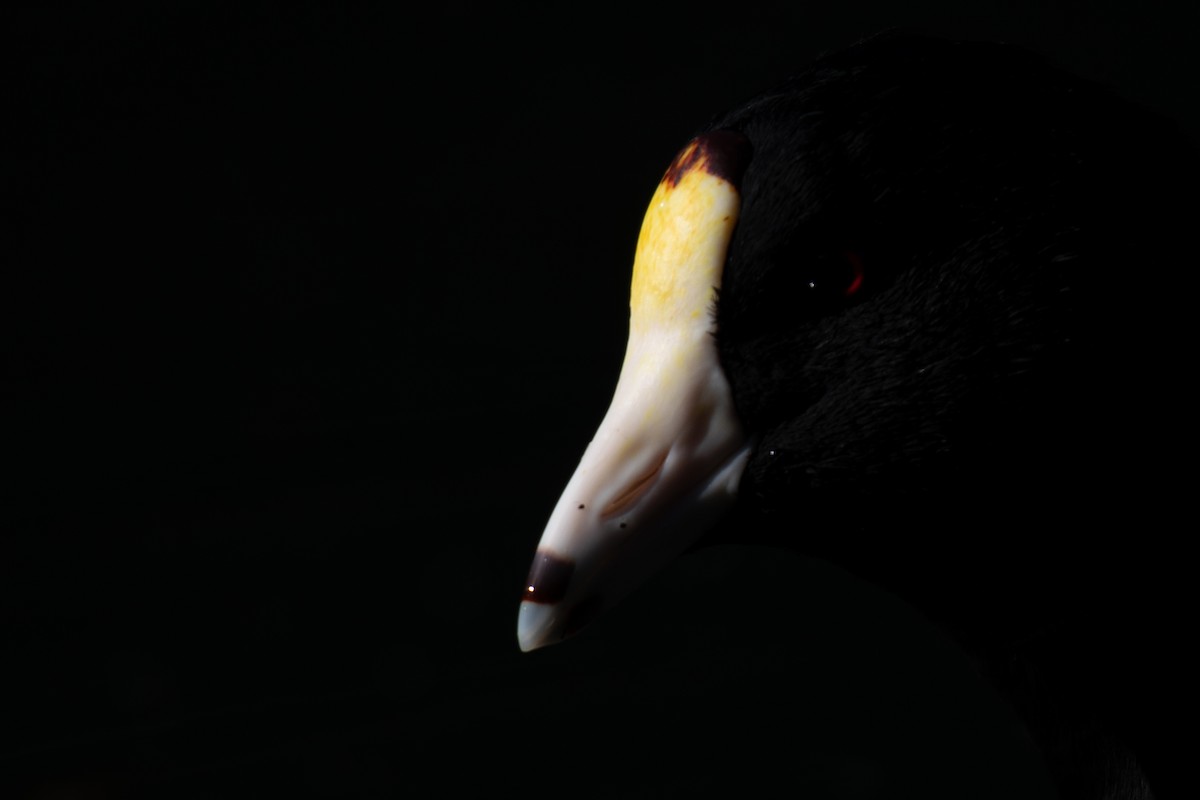 American Coot (White-shielded) - Rajan Rao