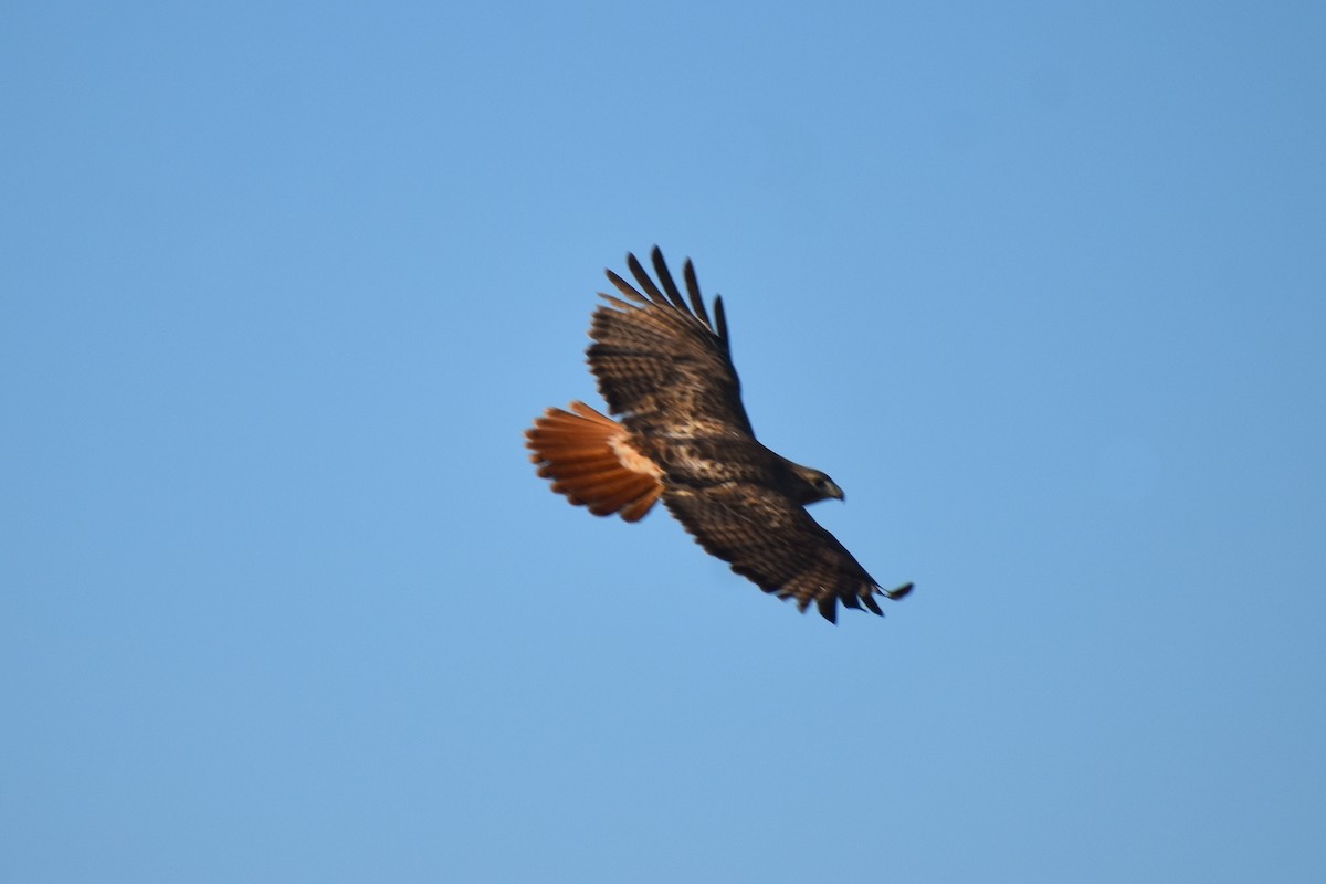 Red-tailed Hawk - ML614127669