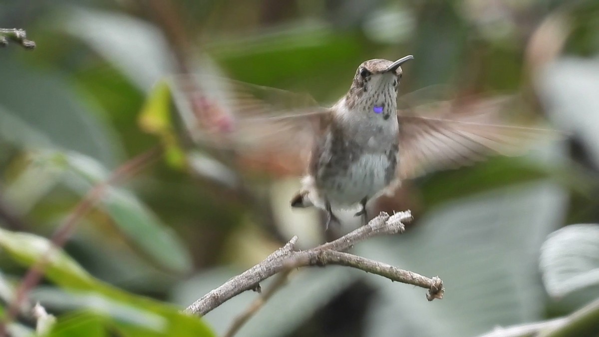 Black-chinned Hummingbird - ML614127695