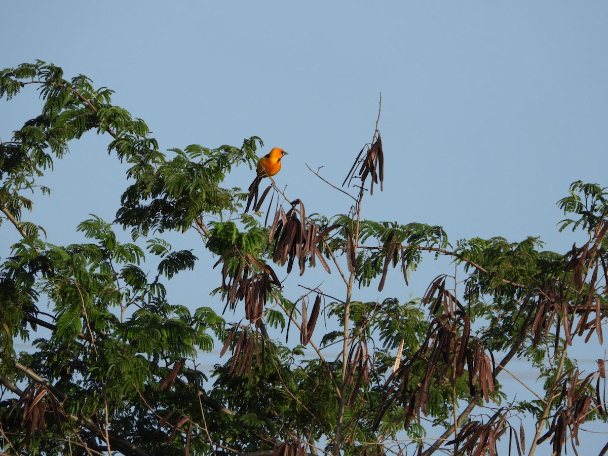 Hooded Oriole - ML614127769