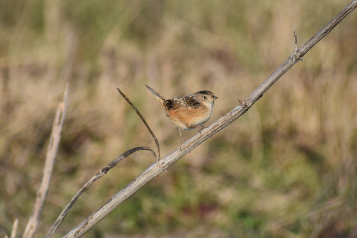 Sedge Wren - Claire H