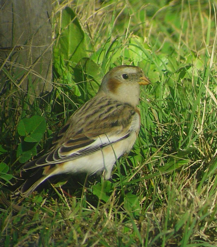 Snow Bunting - ML614127797