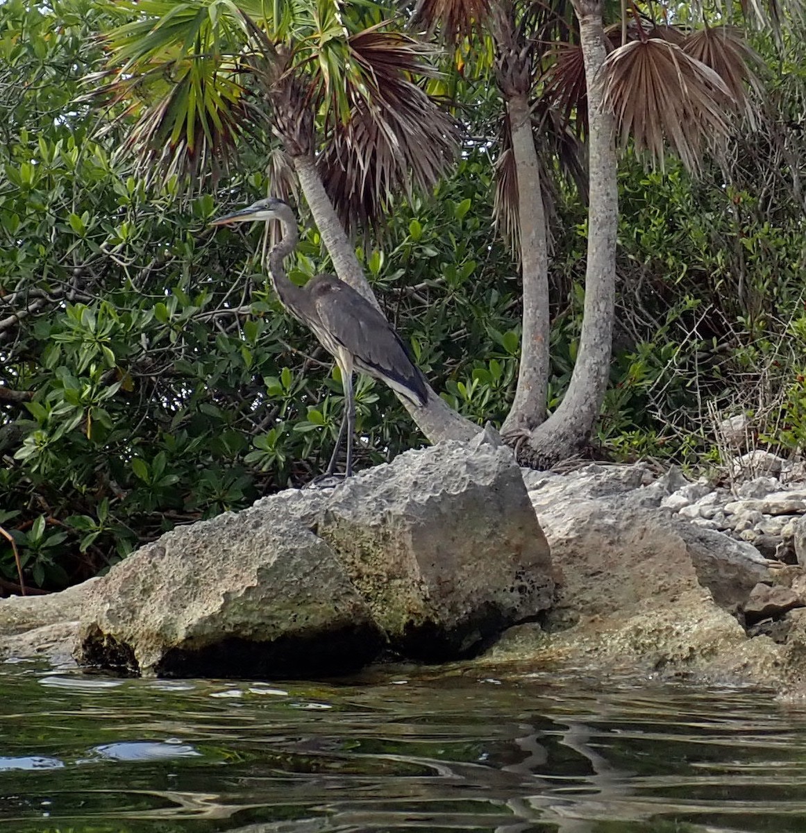 Great Blue Heron - ML614127800