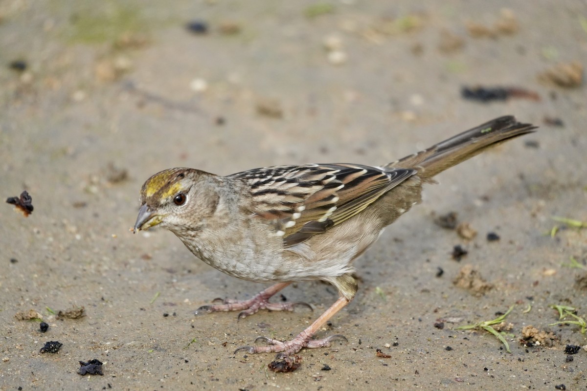 Golden-crowned Sparrow - ML614127856