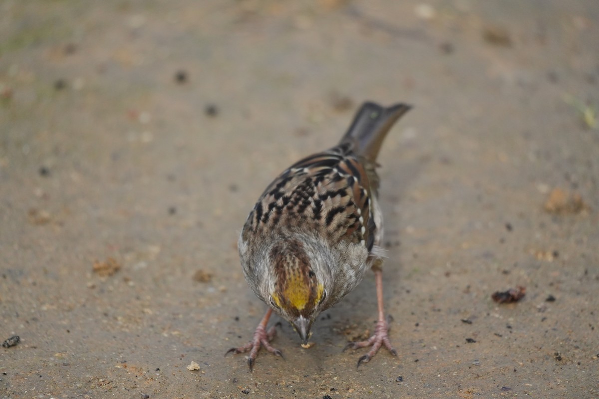 Golden-crowned Sparrow - ML614127857