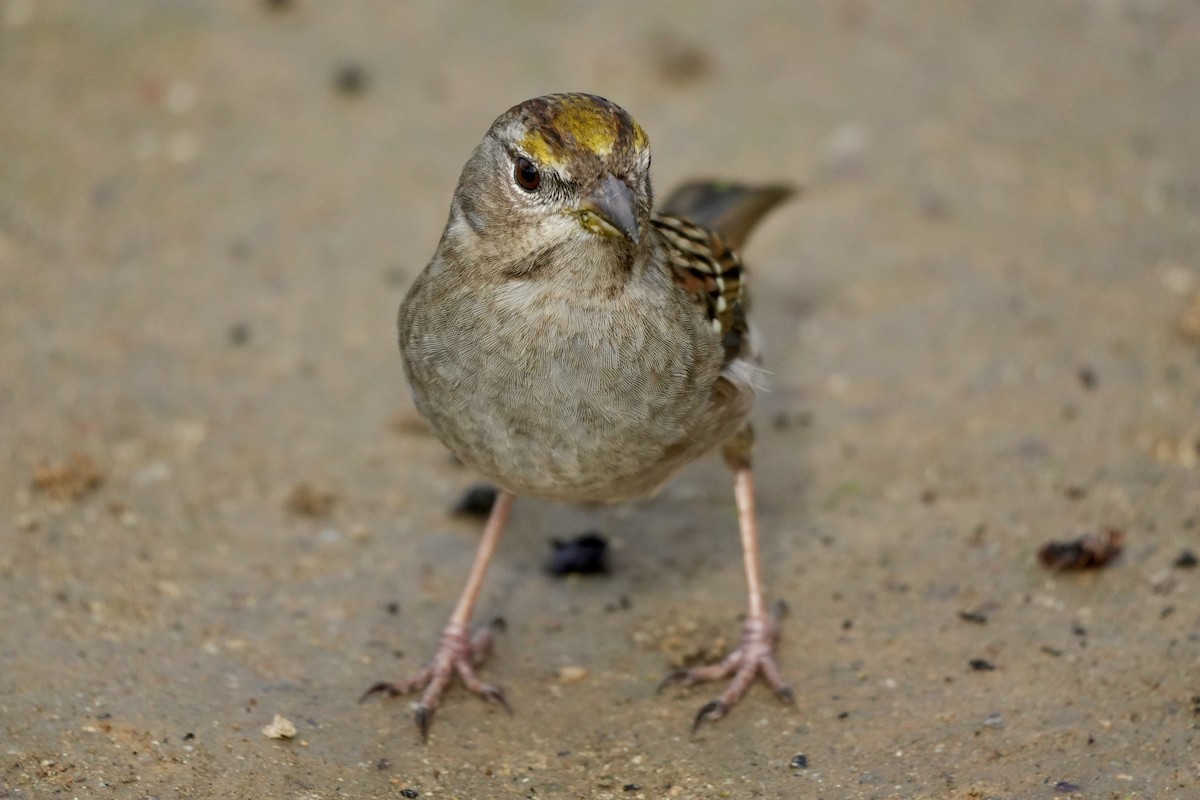 Golden-crowned Sparrow - ML614127859