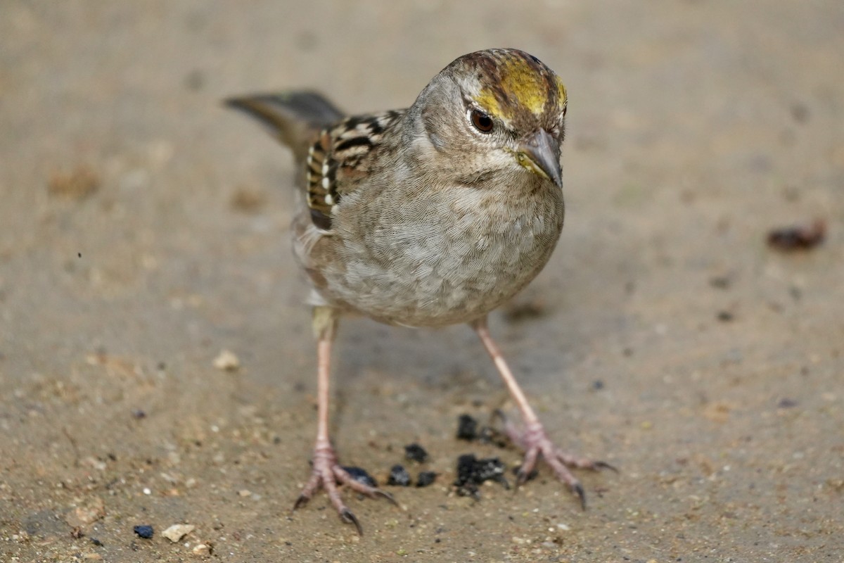 Golden-crowned Sparrow - ML614127863