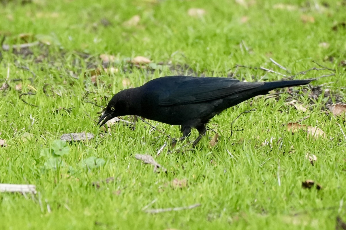 Brewer's Blackbird - Ryan Ludman