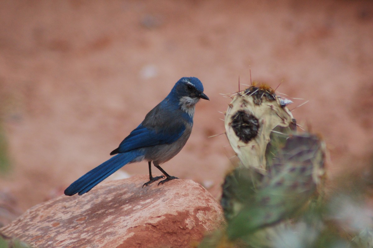 Woodhouse's Scrub-Jay - ML614127963