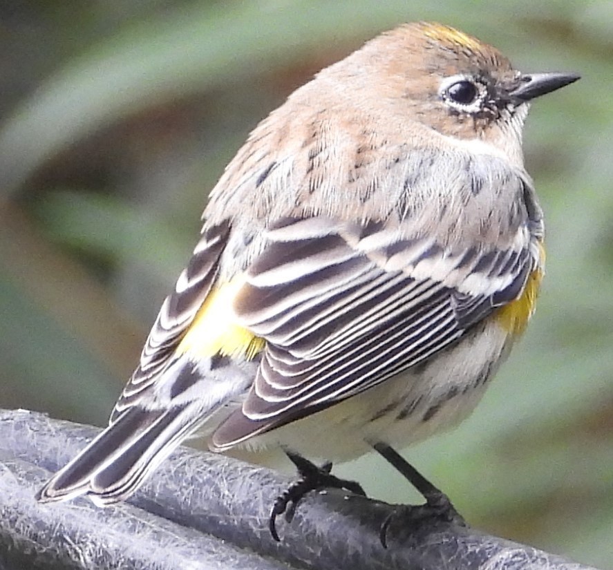 Yellow-rumped Warbler (Myrtle) - ML614127968