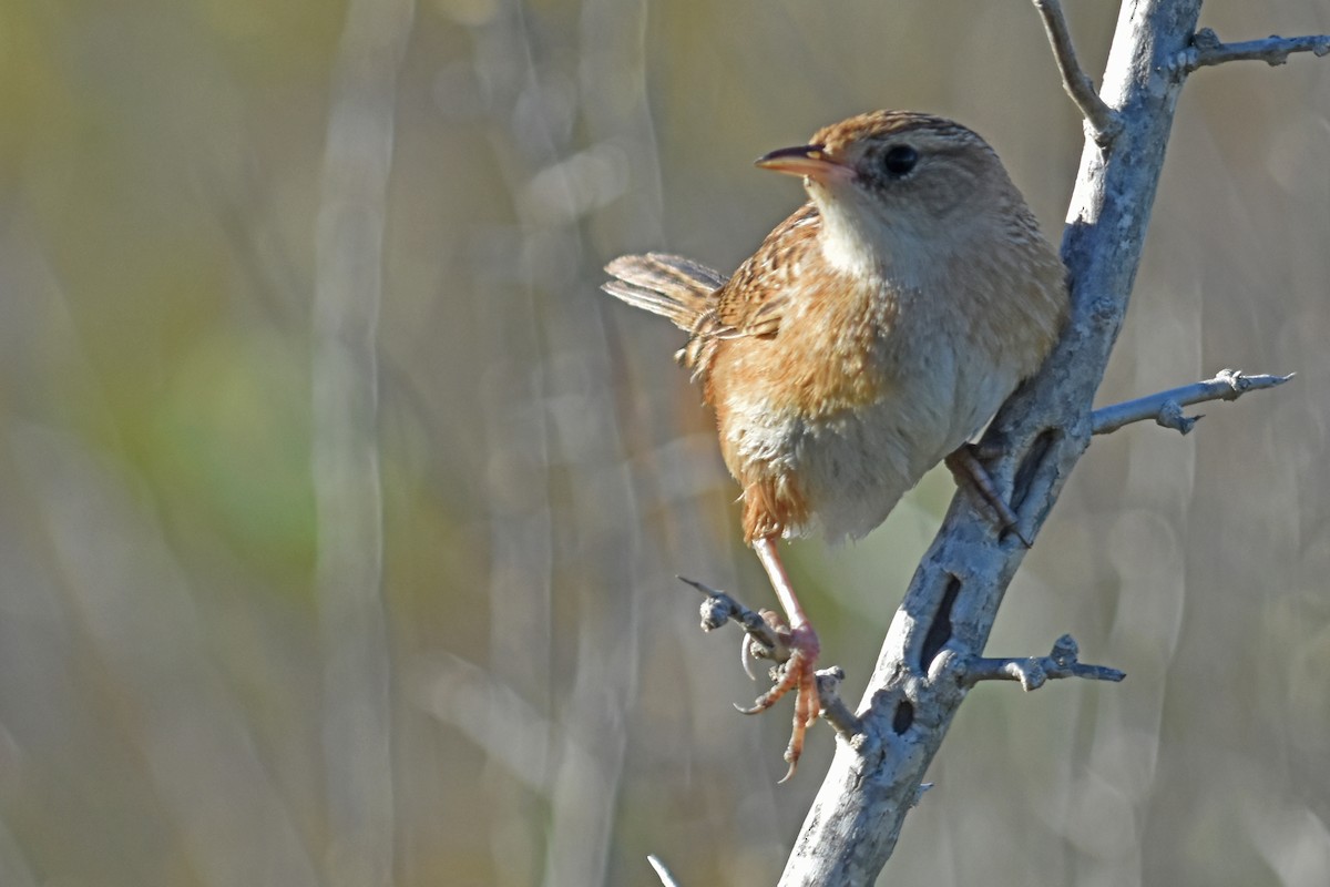 Sedge Wren - ML614127997