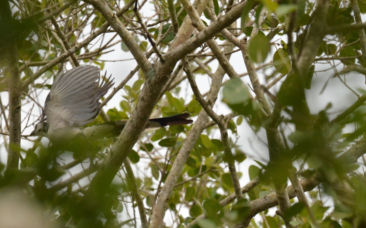 White-throated Magpie-Jay - ML614128026