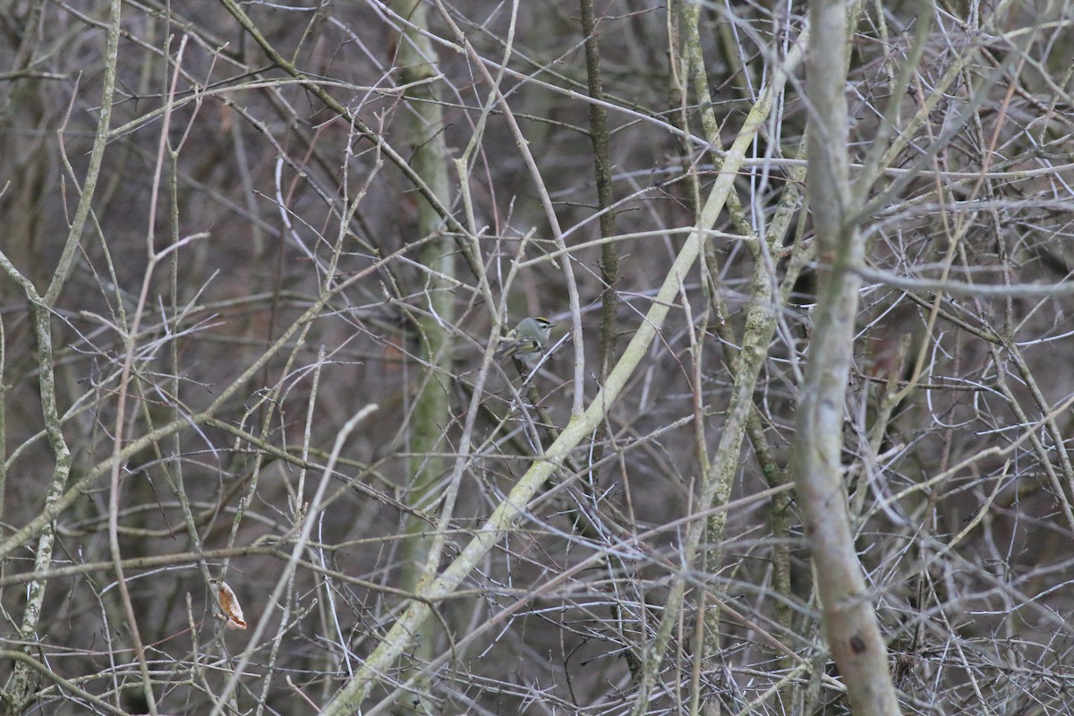 Golden-crowned Kinglet - ML614128052