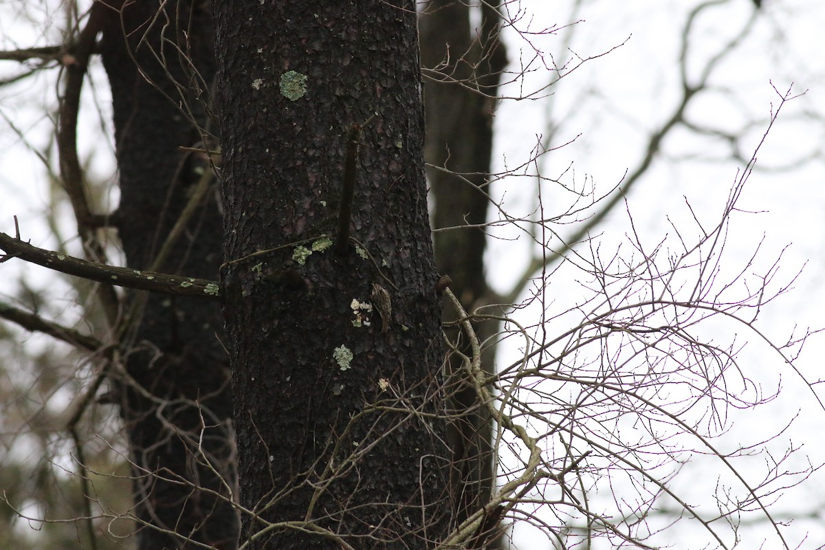 Brown Creeper - Steve Walker