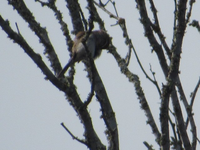 Bewick's Wren - ML614128068