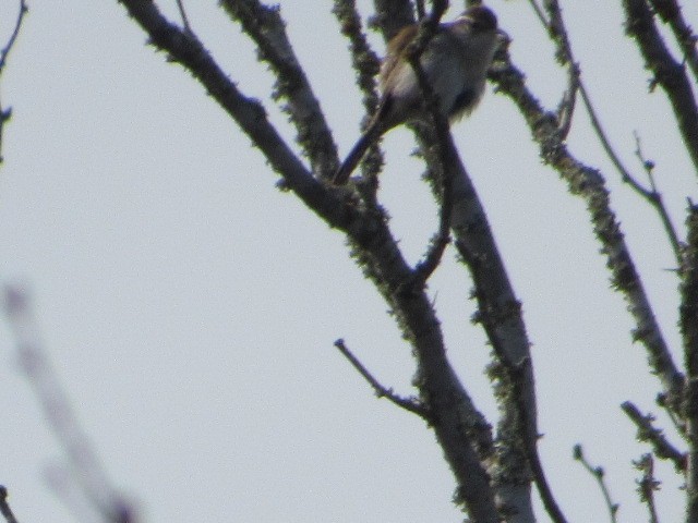 Bewick's Wren - ML614128069