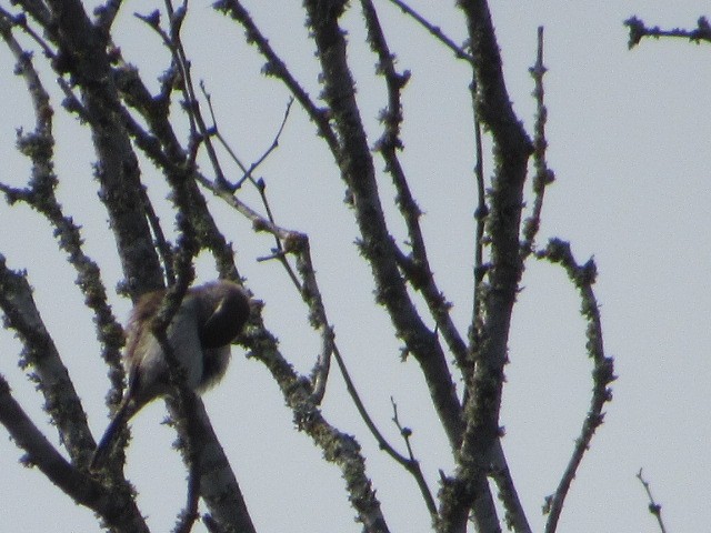 Bewick's Wren - ML614128070