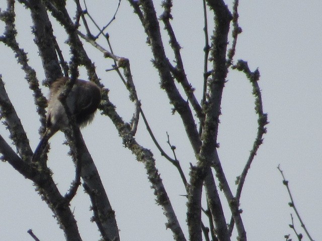 Bewick's Wren - ML614128071