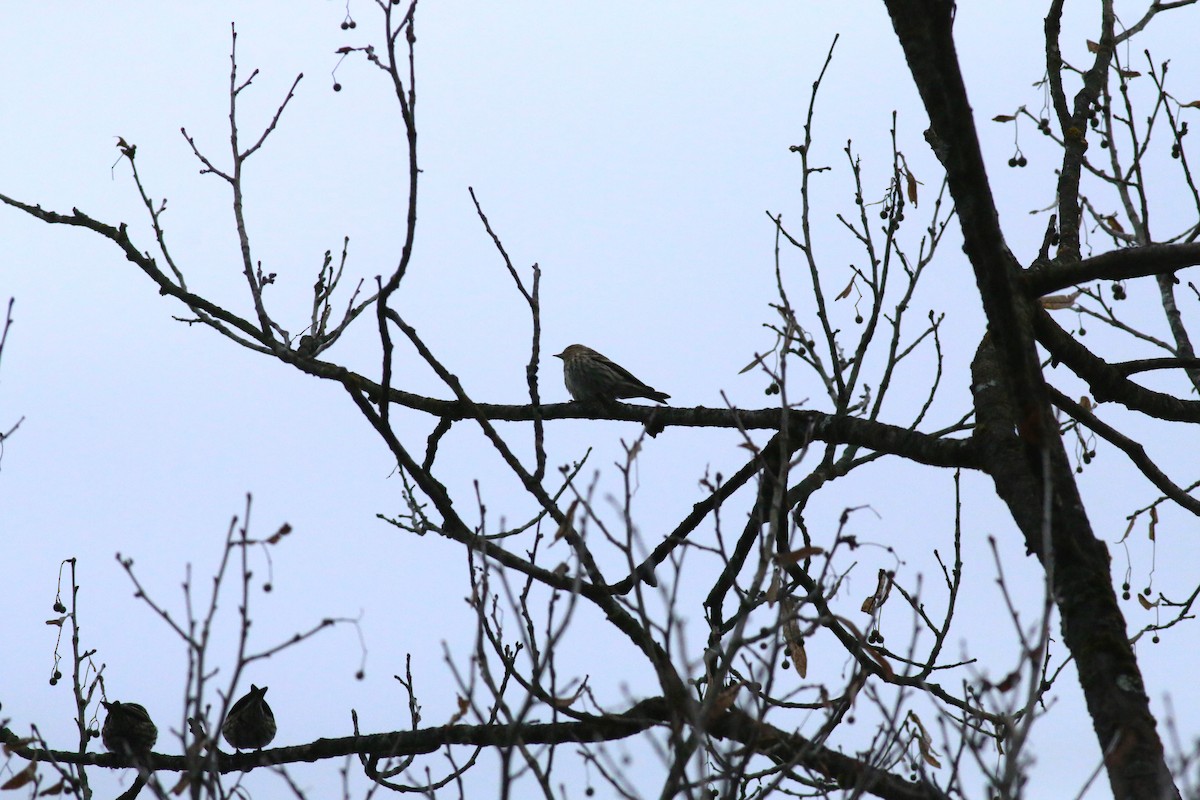 Pine Siskin - Steve Walker