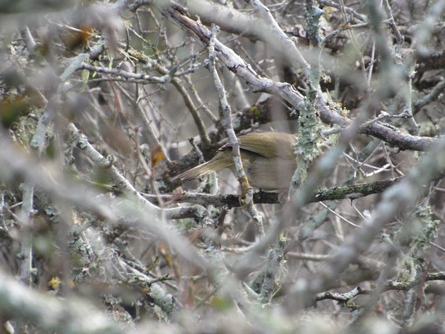 Olive Sparrow - ML614128307