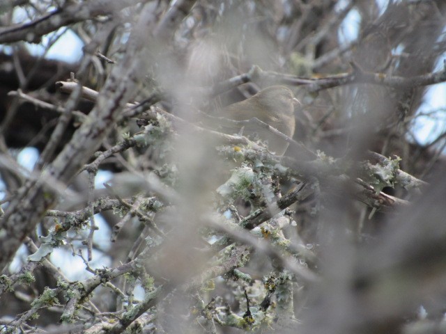 Olive Sparrow - ML614128308