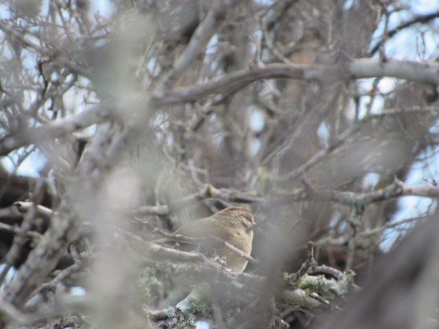 Olive Sparrow - ML614128309