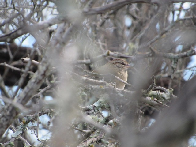 Olive Sparrow - ML614128310