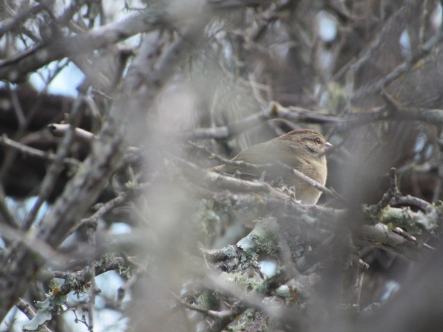 Olive Sparrow - ML614128311