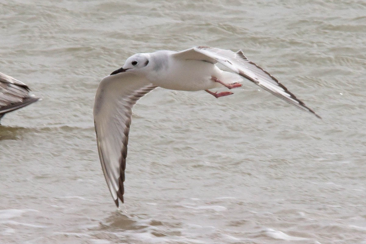 Bonaparte's Gull - ML614128314