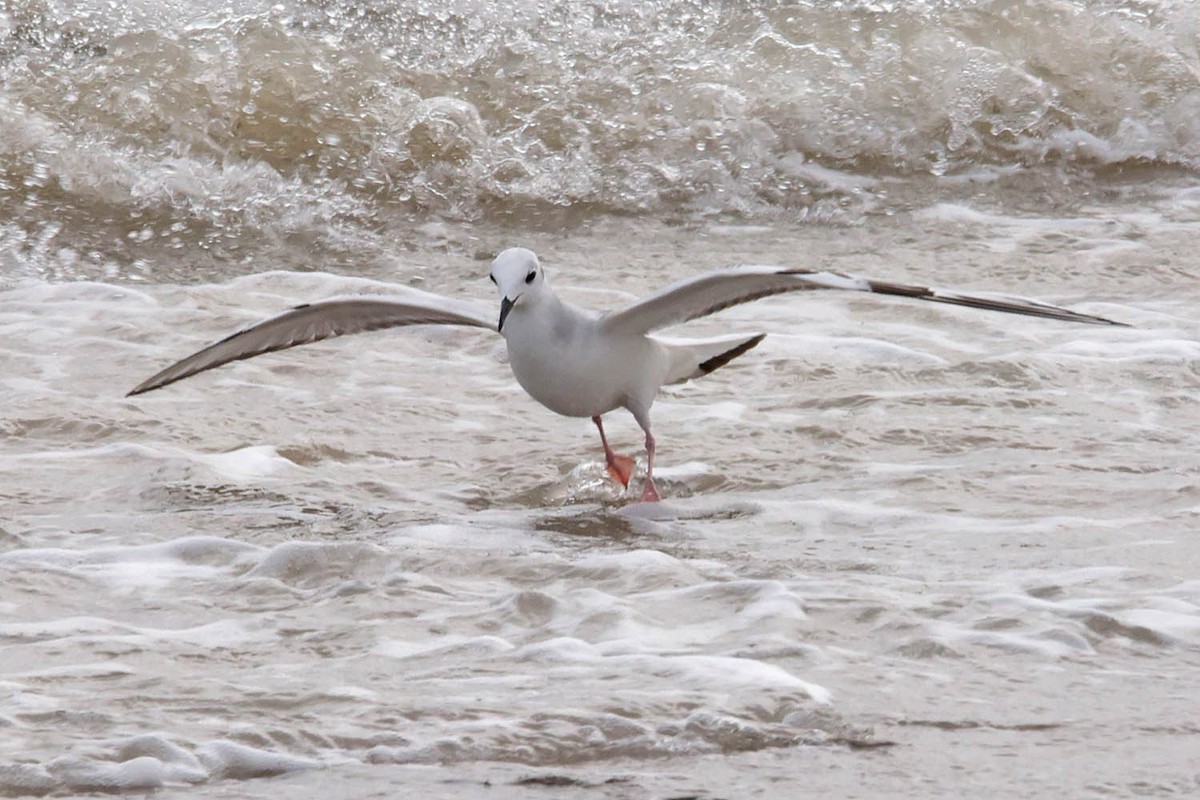 Bonaparte's Gull - ML614128315