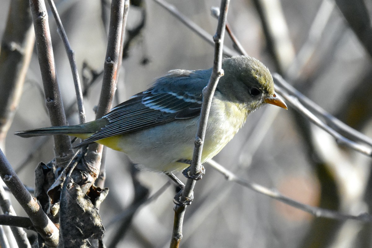 Western Tanager - George Gibbs