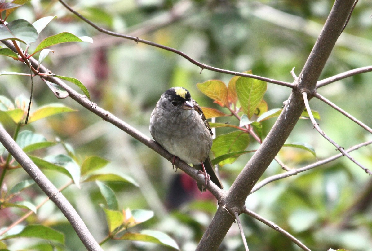 Golden-crowned Sparrow - ML614128375