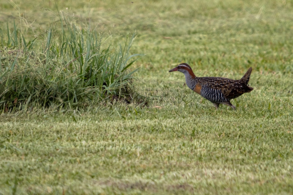 Buff-banded Rail - Will James