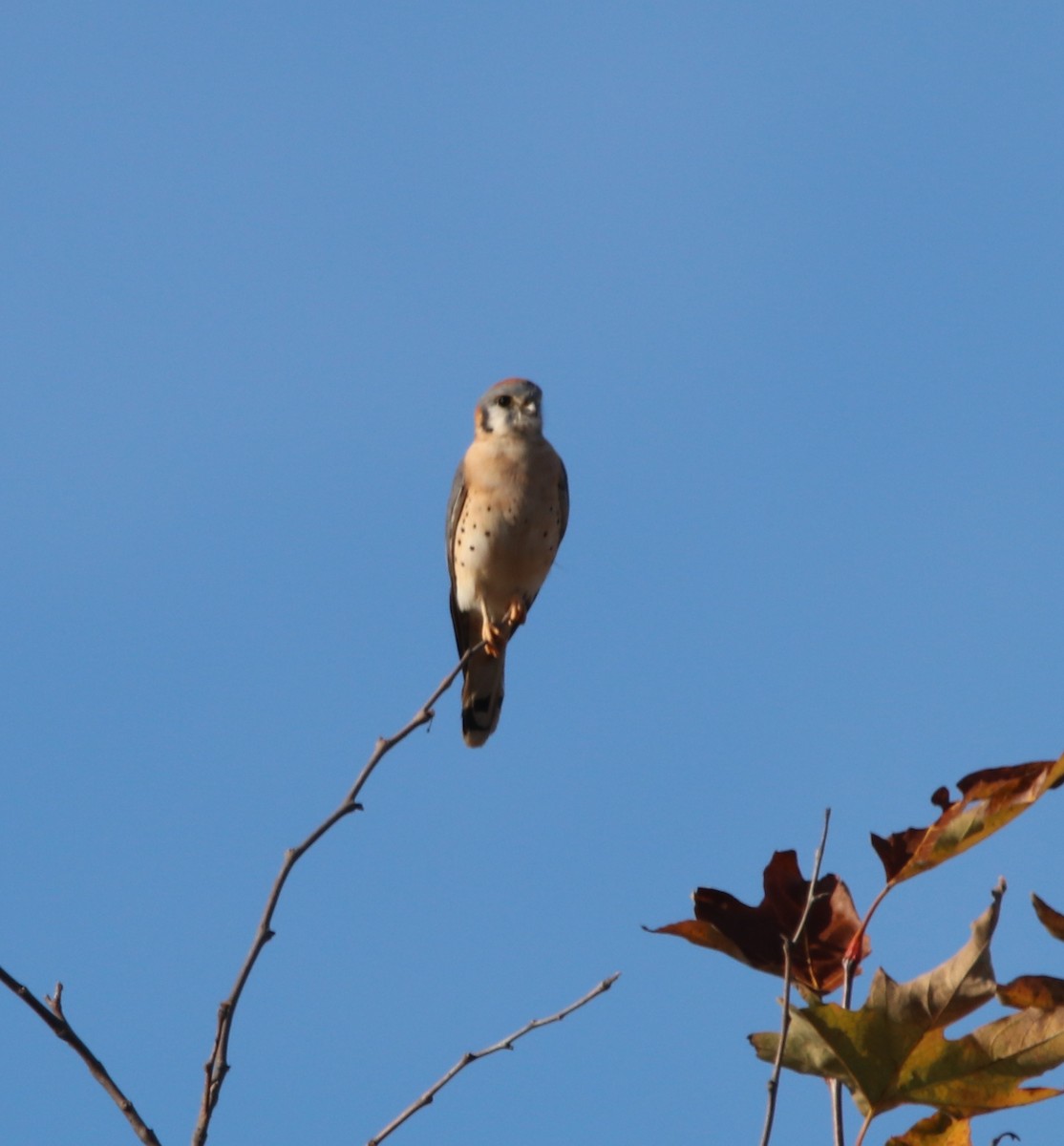 American Kestrel - Rachel Street