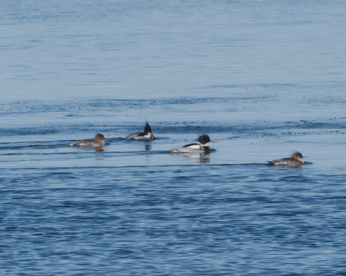 Red-breasted Merganser - ML614128404